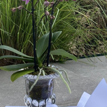 Orquídea en Base de Vidrio