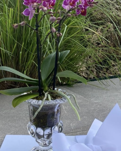 Orquídea en Base de Vidrio