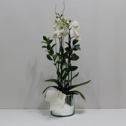 Orquídea en Base de Espejo