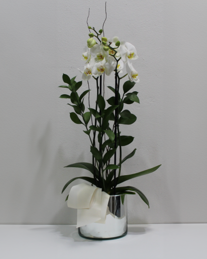 Orquídea en Base de Espejo