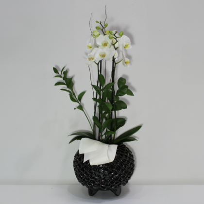 Orquídea en Base Negra