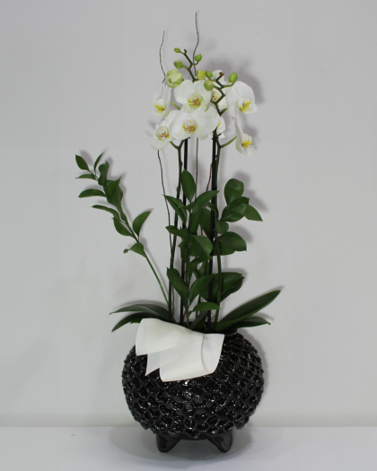 Orquídea en Base Negra
