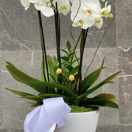 Orquideas
