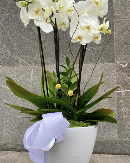 Orquideas