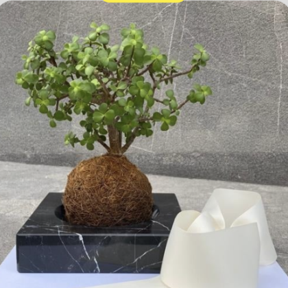 Kokedama en Base Marmól