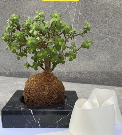 Kokedama en base de marmól
