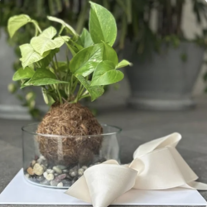Kokedama en Base de Vidrio