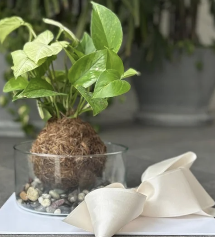 Kokedama en base de vidrio