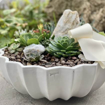 Suculenta en Base XL Trinitate