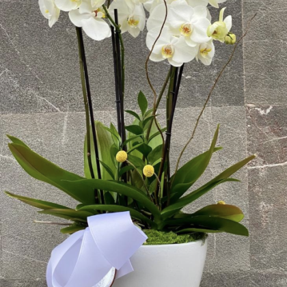 3 Orquídeas en Base