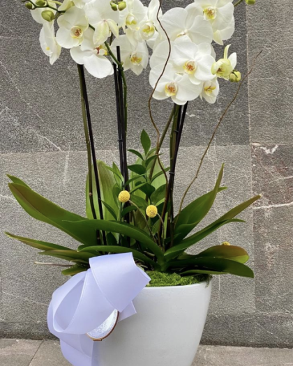 3 orquídeas en base