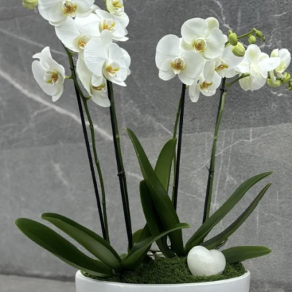 Base con 2 Orquídeas y Corazón