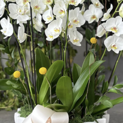 Base Trinitate con 5 Orquideas