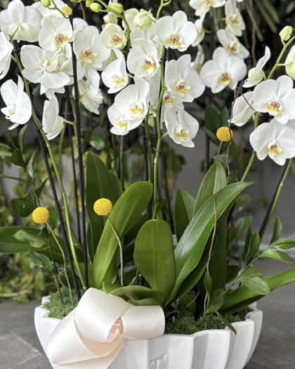 Base Trinitate con 5 Orquideas