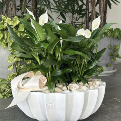 Maceta con Planta de Temporada