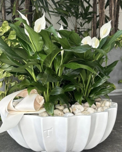 Maceta con Planta de Temporada