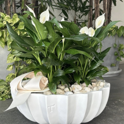 Maceta con planta de temporada