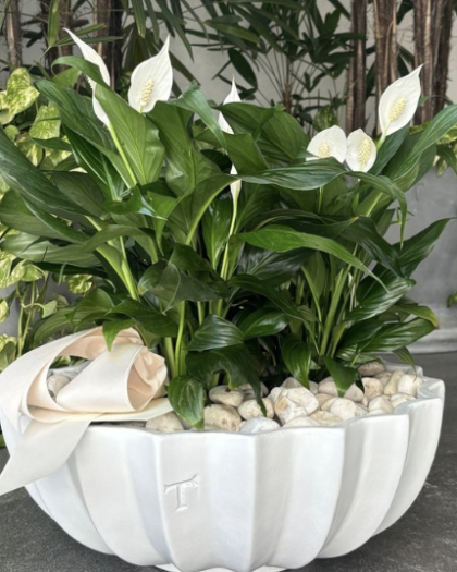 Maceta con planta de temporada