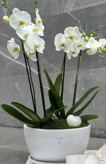 Base con 2 orquídeas y corazón